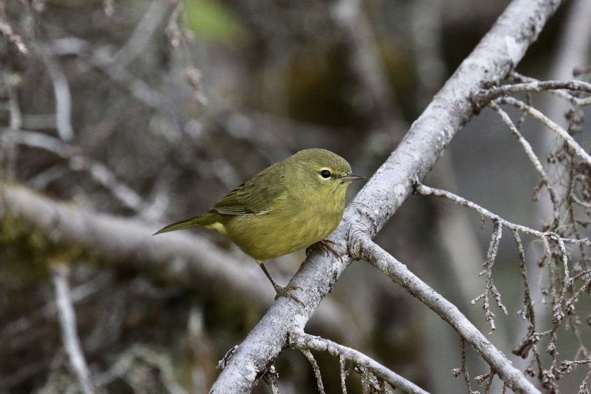 Orange-crowned Warbler - ML172177471