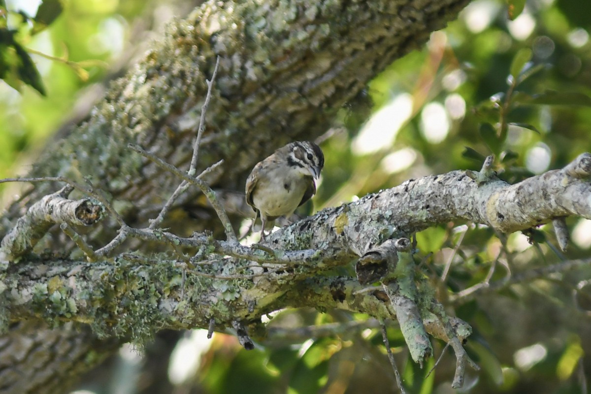 Lark Sparrow - ML172177511