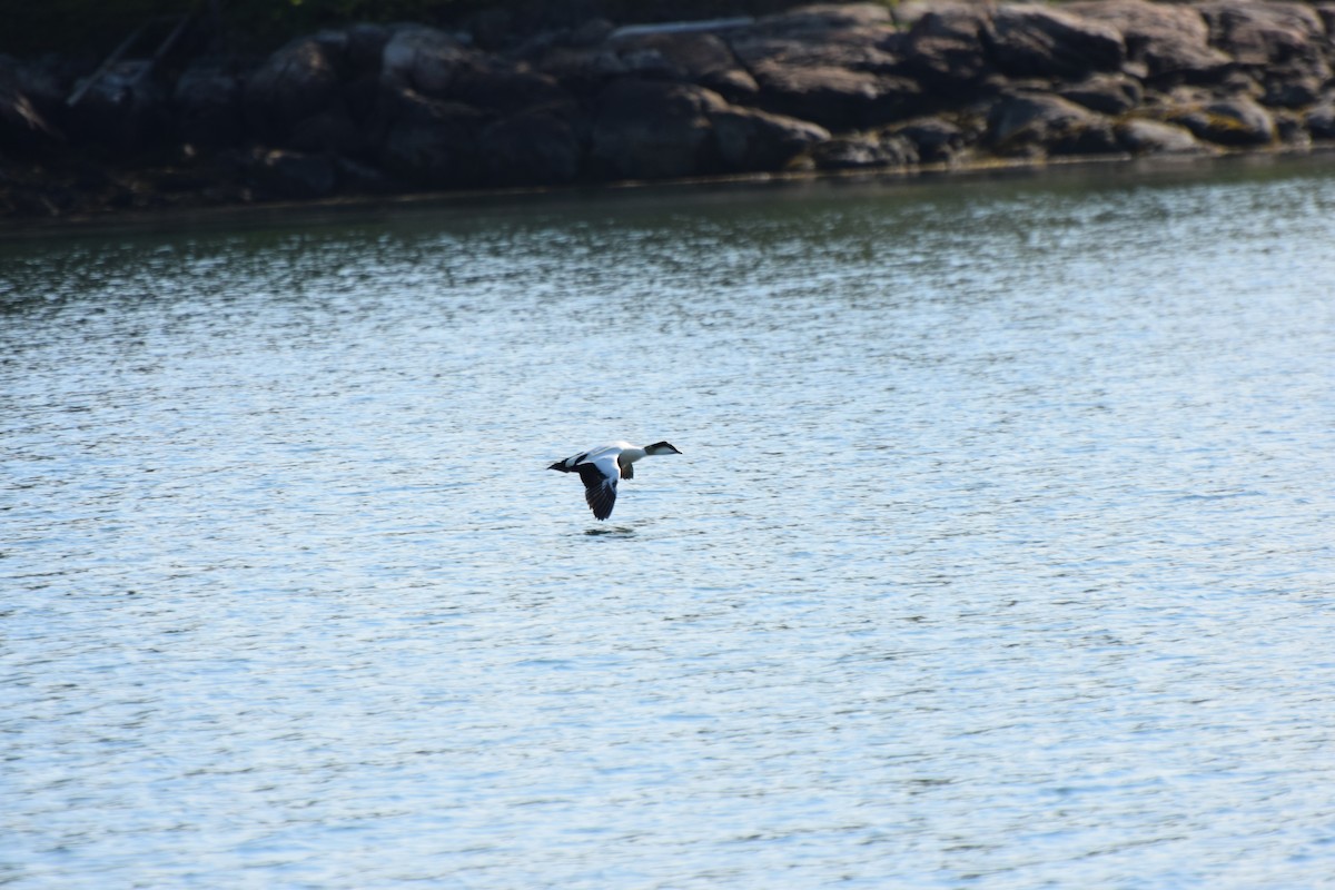 Common Eider - Santi Tabares