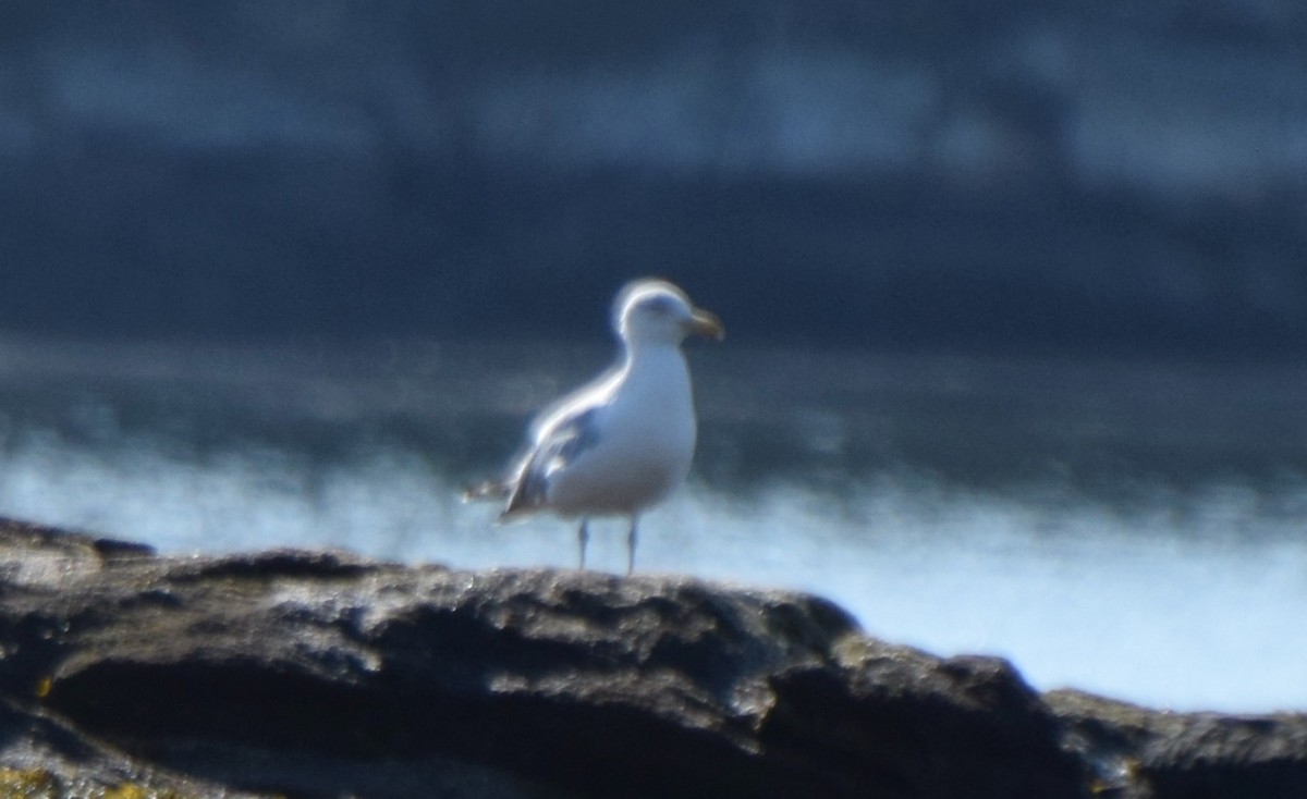 Herring Gull - Santi Tabares