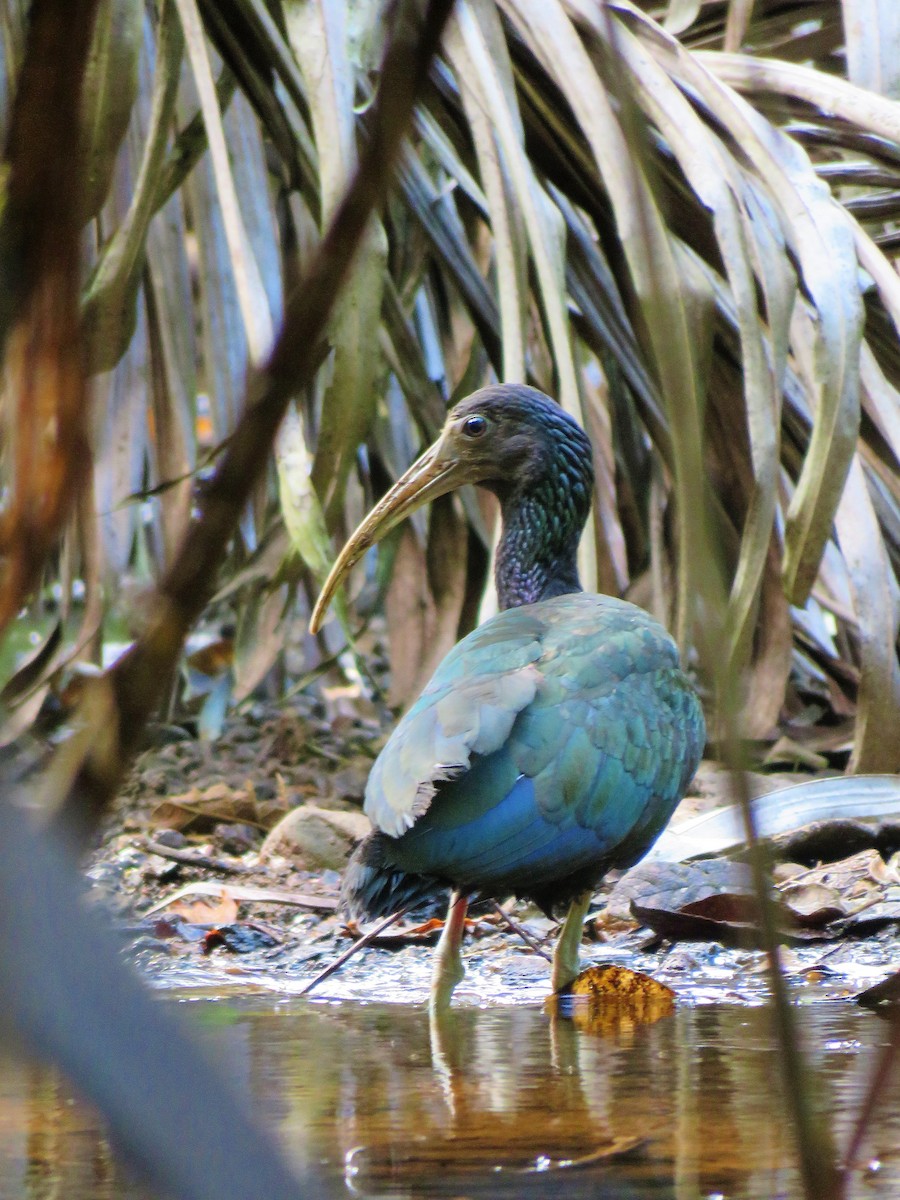 Green Ibis - ML172179561