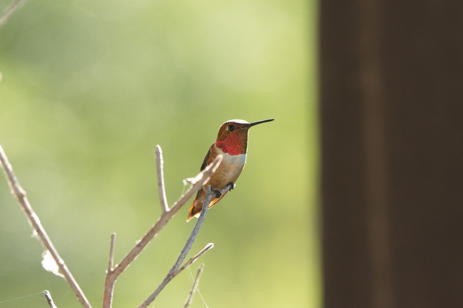 Rufous Hummingbird - ML172180761