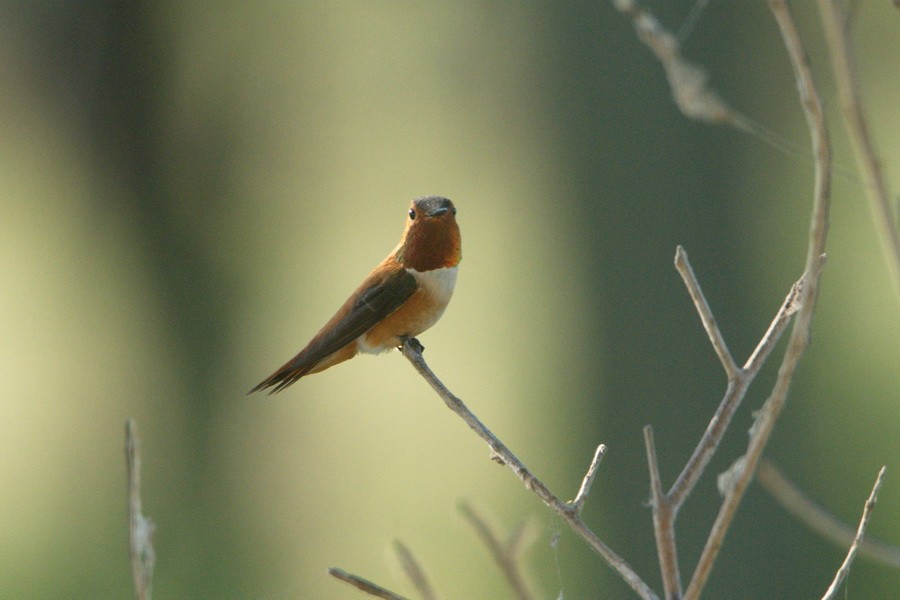 Rufous Hummingbird - ML172180771