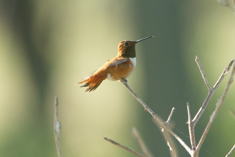 Rufous Hummingbird - ML172180791