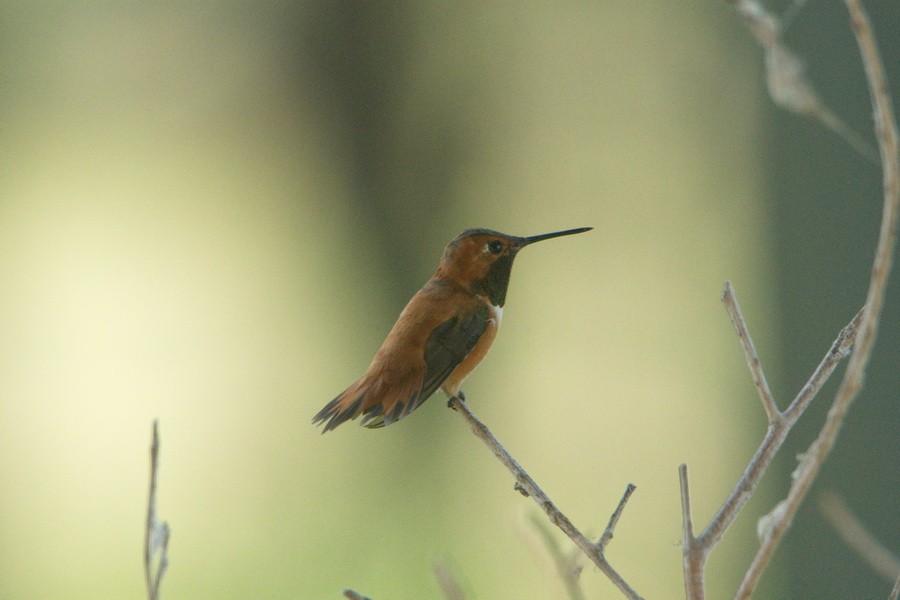 Rufous Hummingbird - ML172180831