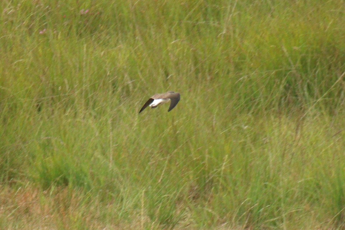 Green Sandpiper - ML172182891