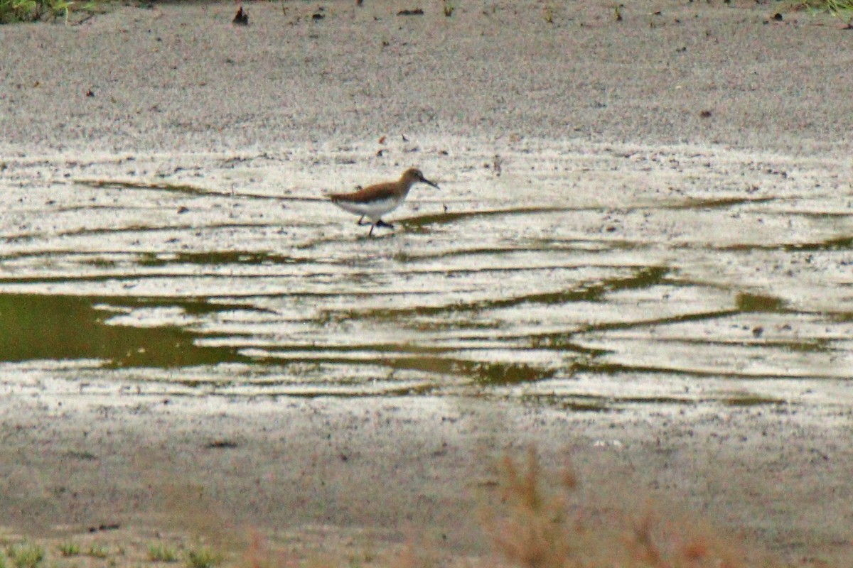 Green Sandpiper - Letty Roedolf Groenenboom