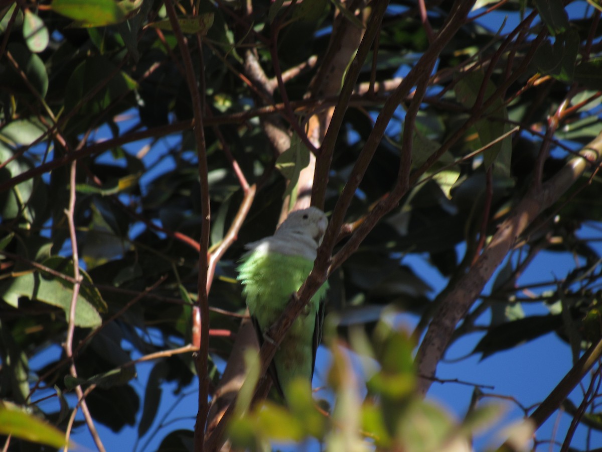 Gray-headed Lovebird - ML172183421