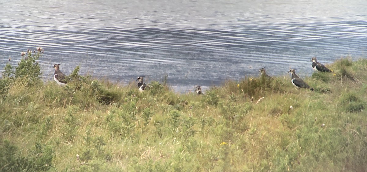 Northern Lapwing - ML172184231