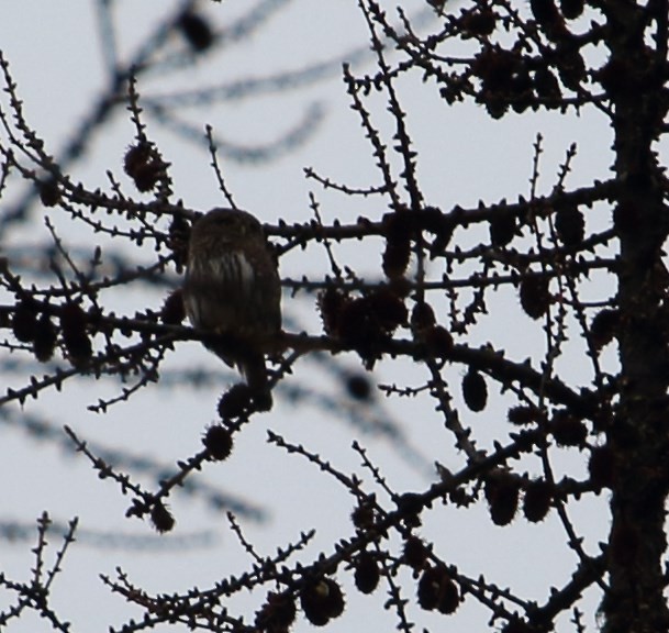 Northern Pygmy-Owl - ML172184501