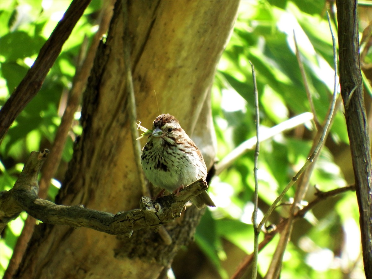Song Sparrow - ML172185731