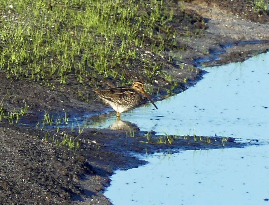 Wilson's Snipe - ML172186791