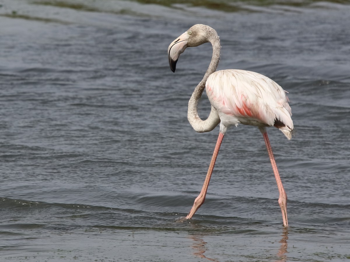 Greater Flamingo - ML172187881