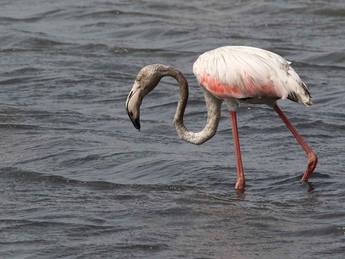 Greater Flamingo - ML172187931