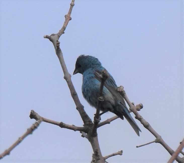Indigo Bunting - ML172188911