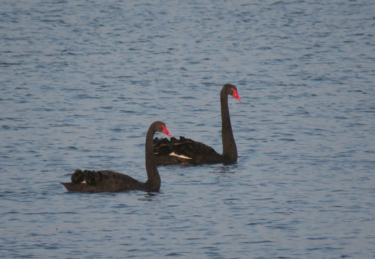 Black Swan - ML172190921