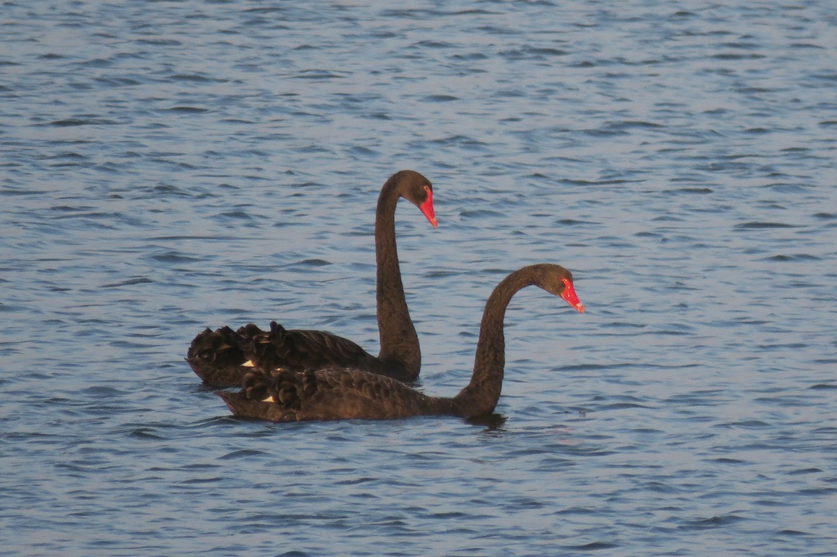 Black Swan - ML172191371