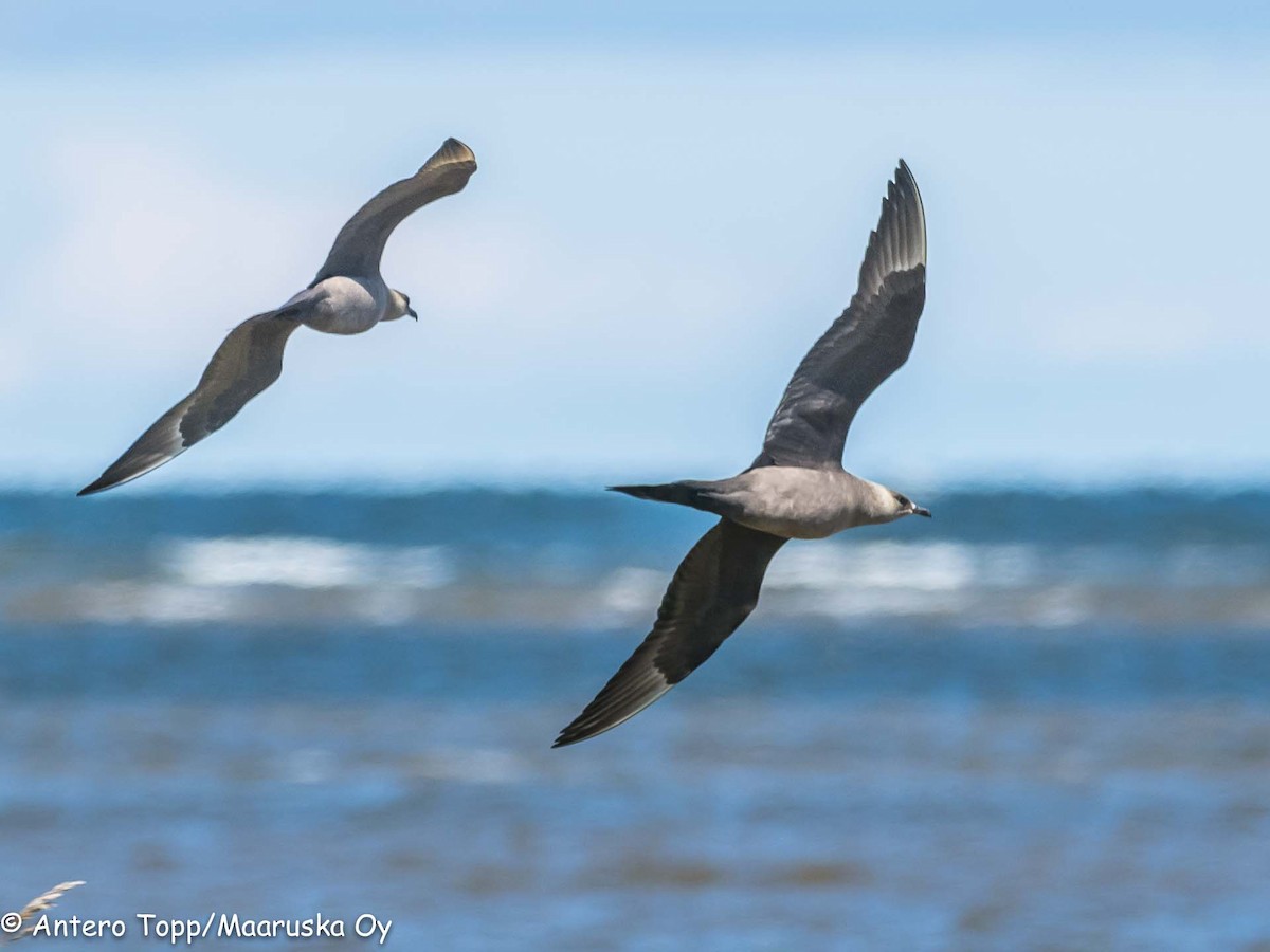 Parasitic Jaeger - Antero Topp