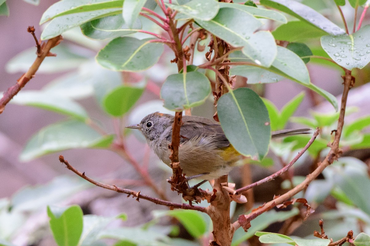 Colima Warbler - T. Jay Adams