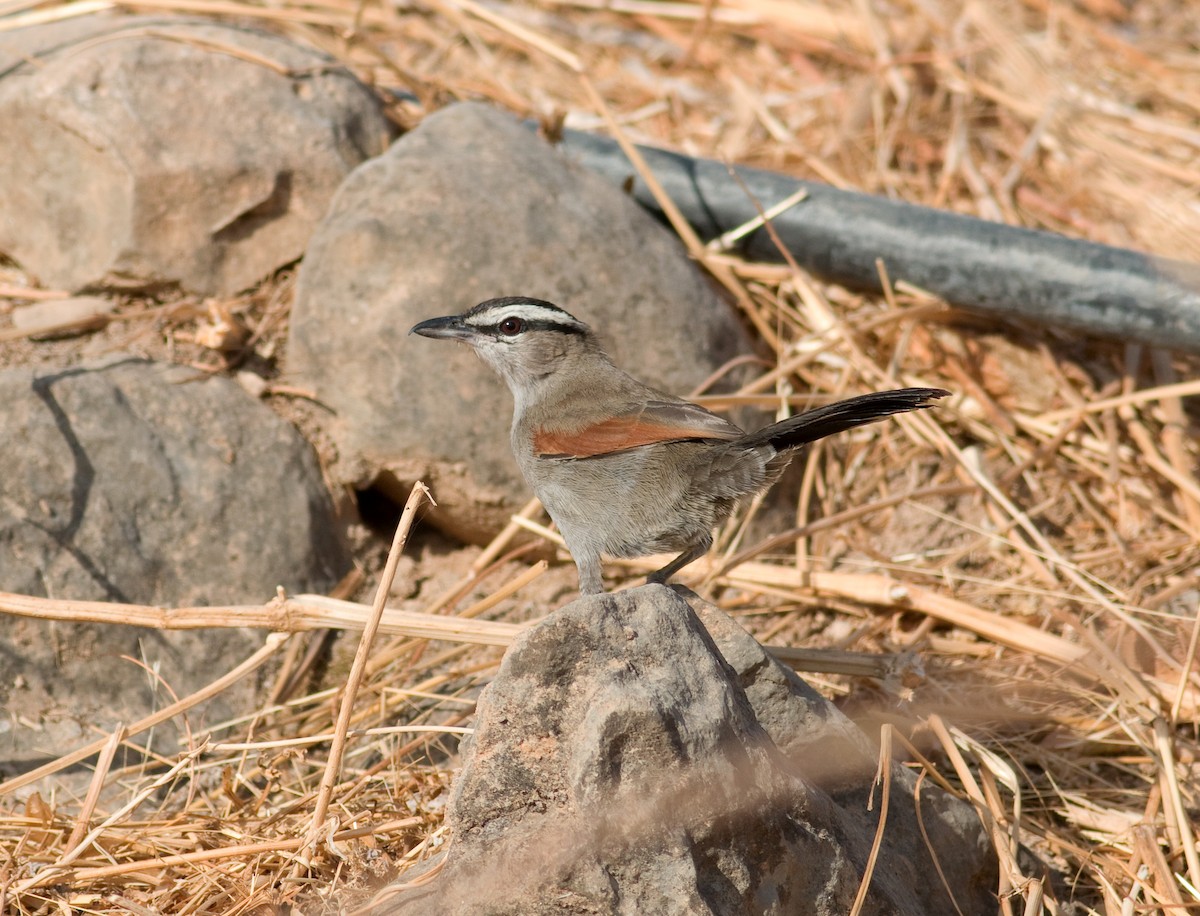 Black-crowned Tchagra (Black-crowned) - Daniel Branch