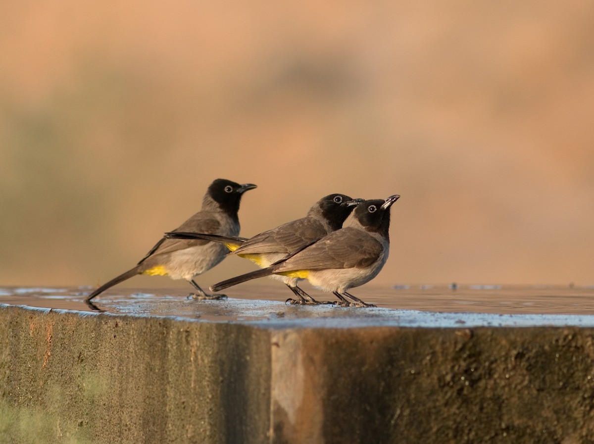 White-spectacled Bulbul - ML172197231