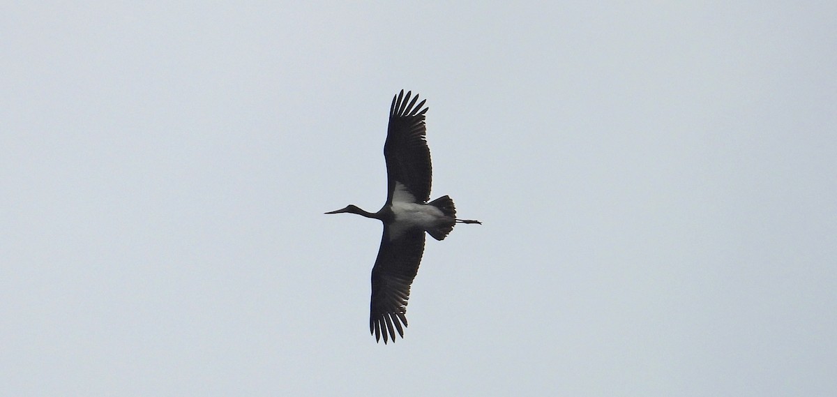 Black Stork - ML172197361