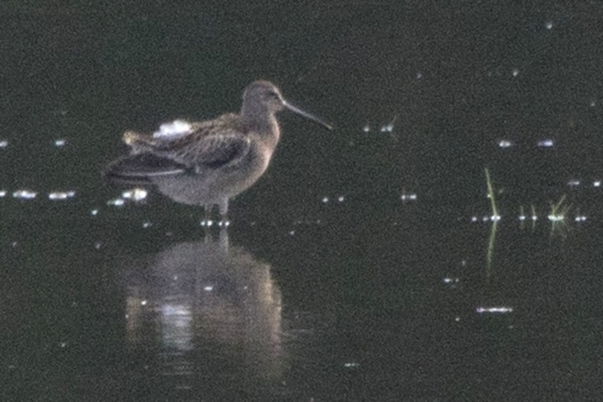 Short-billed Dowitcher - Michael Bowen