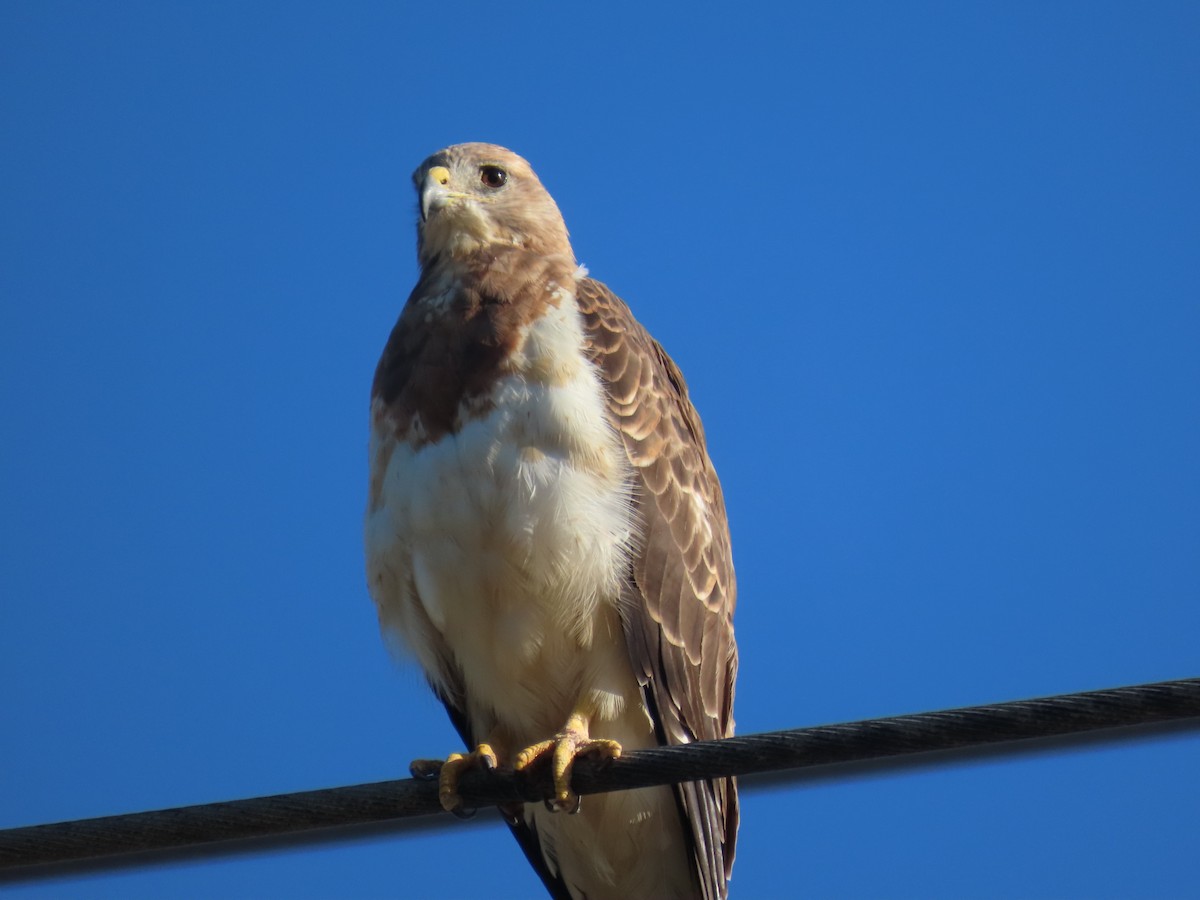 Swainson's Hawk - ML172199541