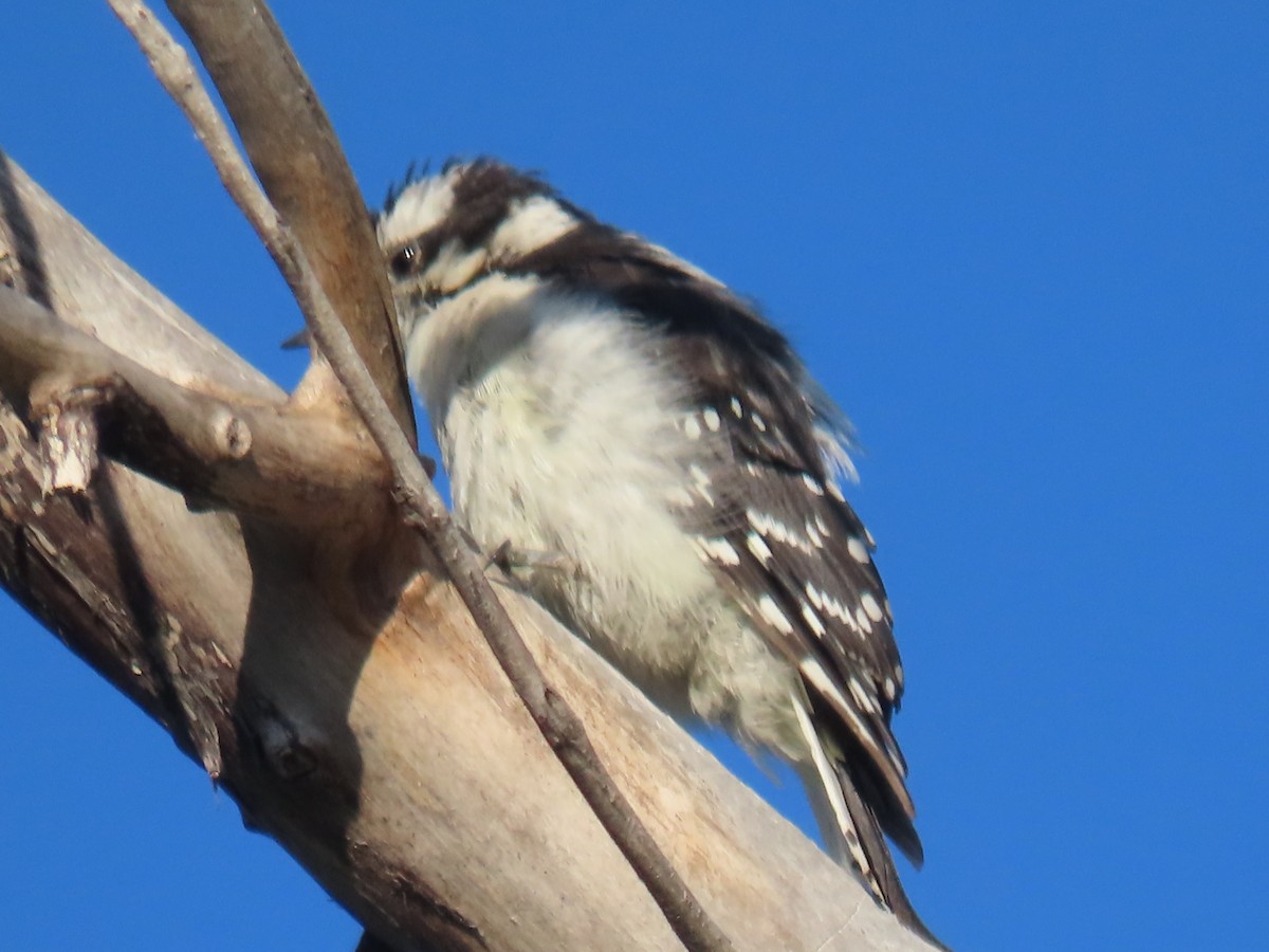 Downy Woodpecker - ML172200161