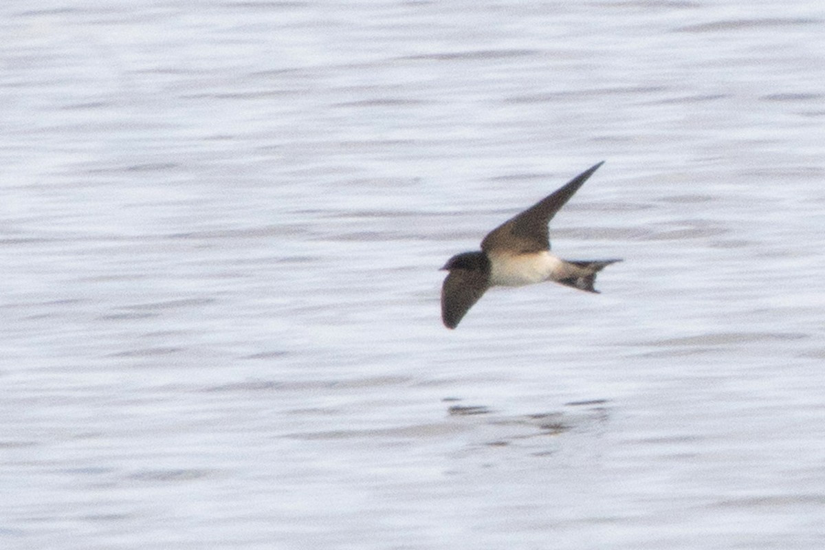 Barn Swallow - ML172201431