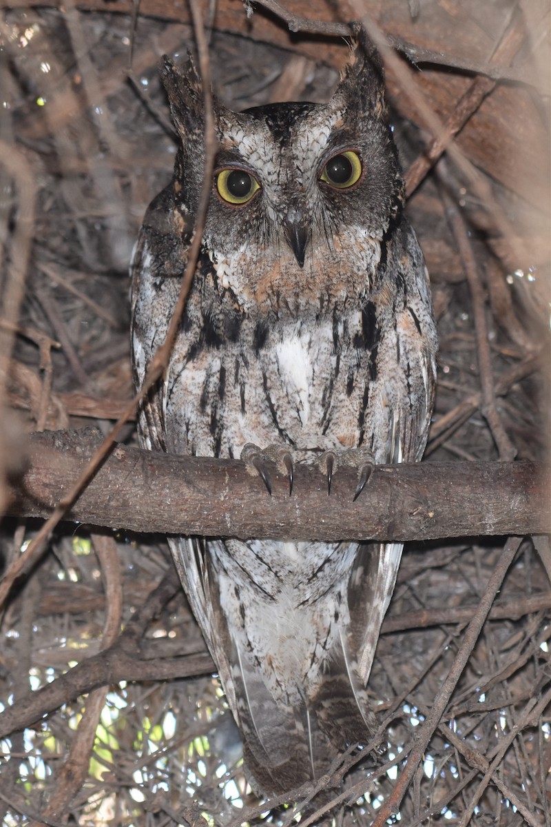 Madagascar Scops-Owl (Torotoroka) - Fabien Quétier