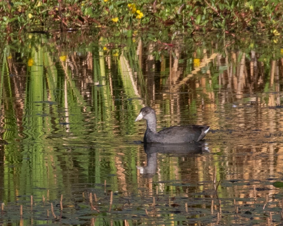 American Coot - ML172203971