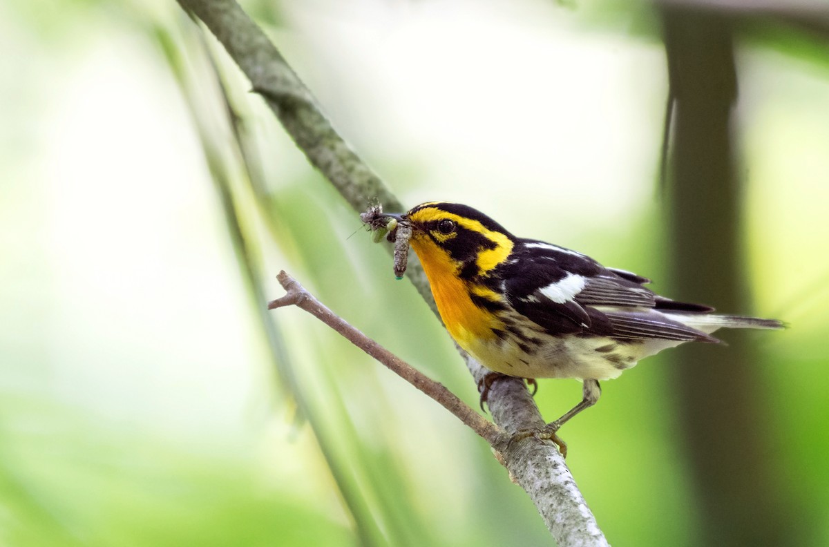 Blackburnian Warbler - ML172204981