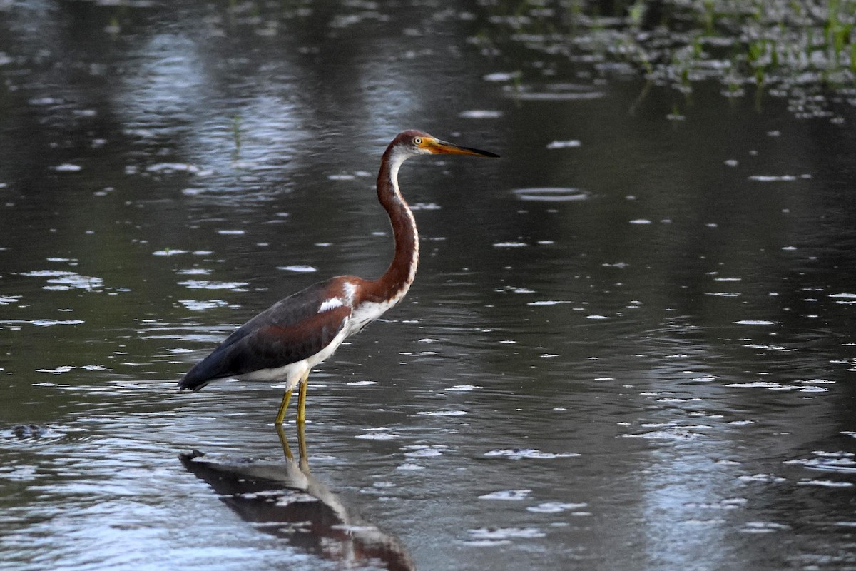 Tricolored Heron - ML172205861