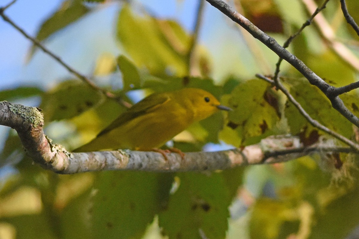 Paruline jaune - ML172206021