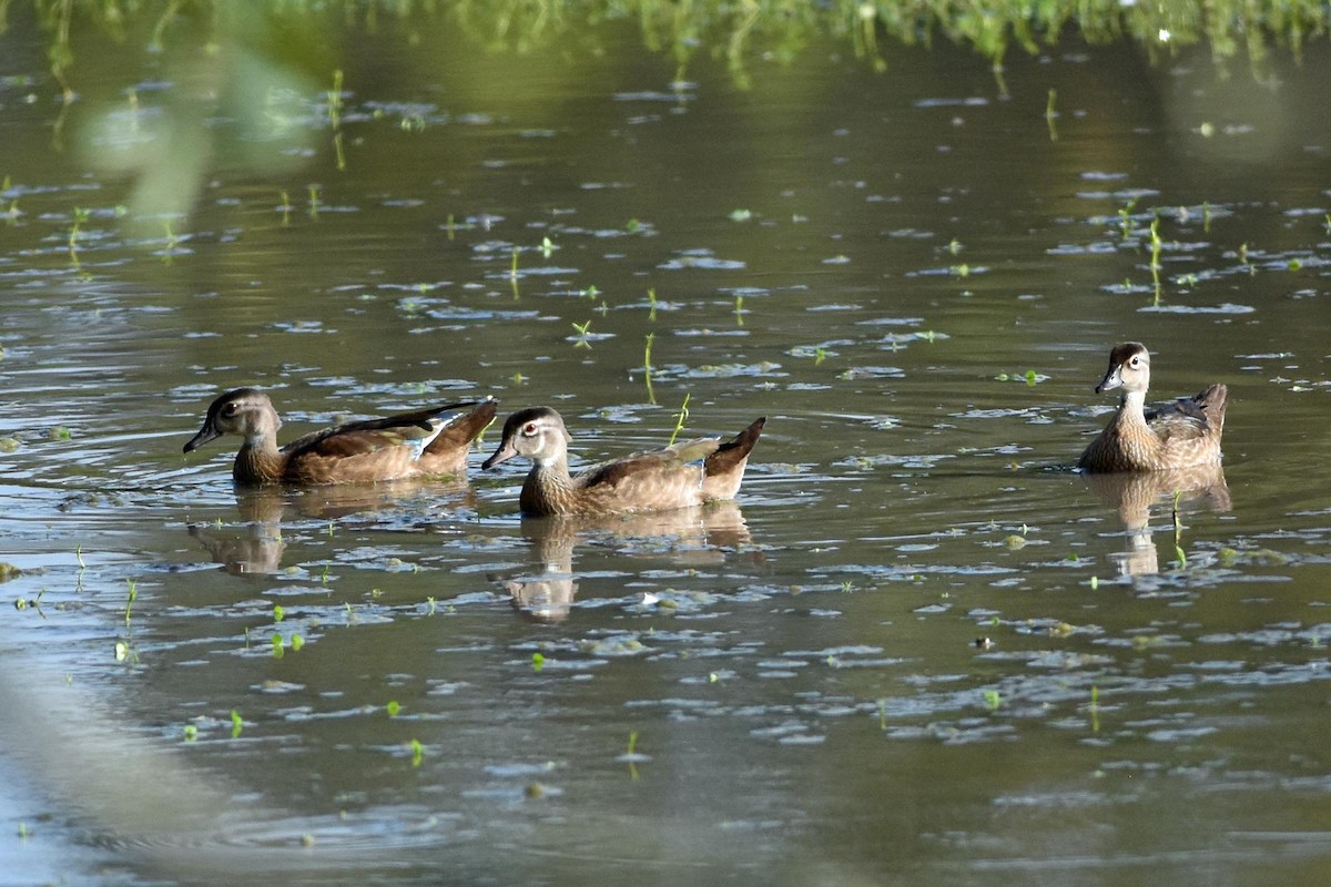 Wood Duck - ML172206031