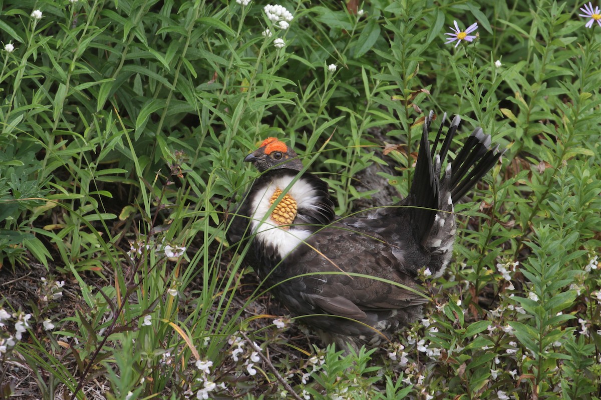 Sooty Grouse - Lucas Corneliussen