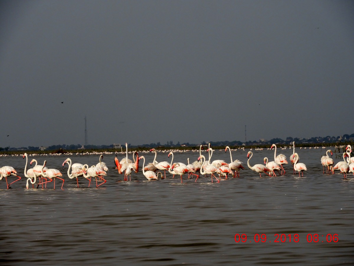 Greater Flamingo - ML172208801