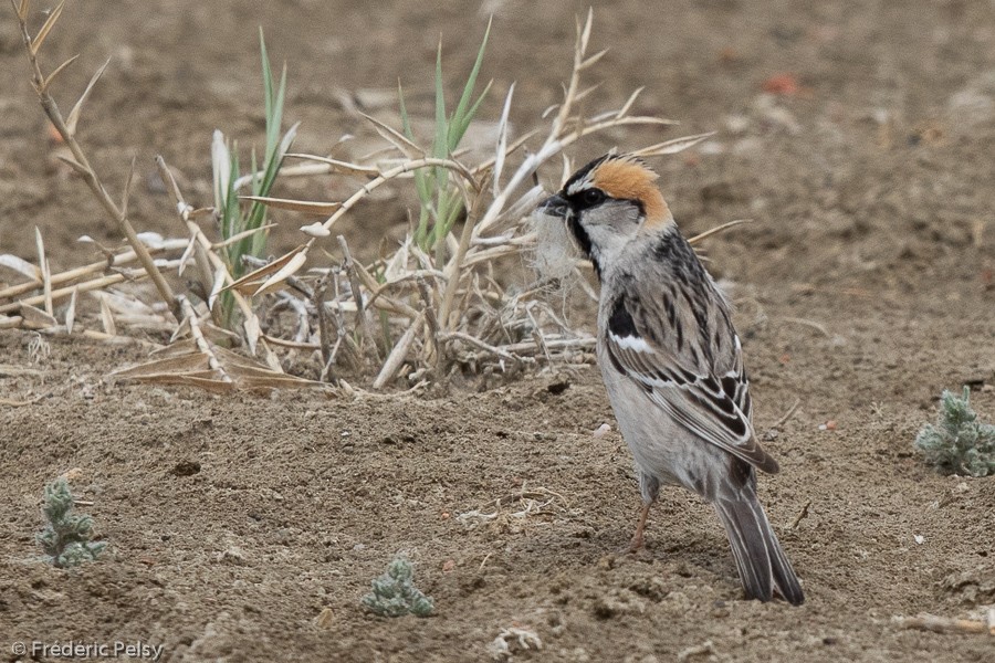 Saxaul Sparrow - Frédéric PELSY