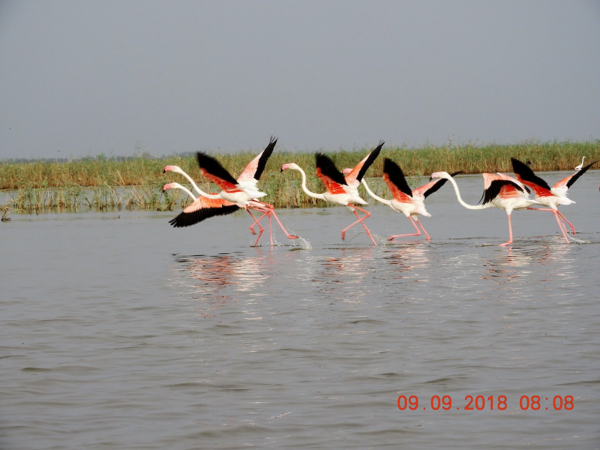 Greater Flamingo - ML172209011