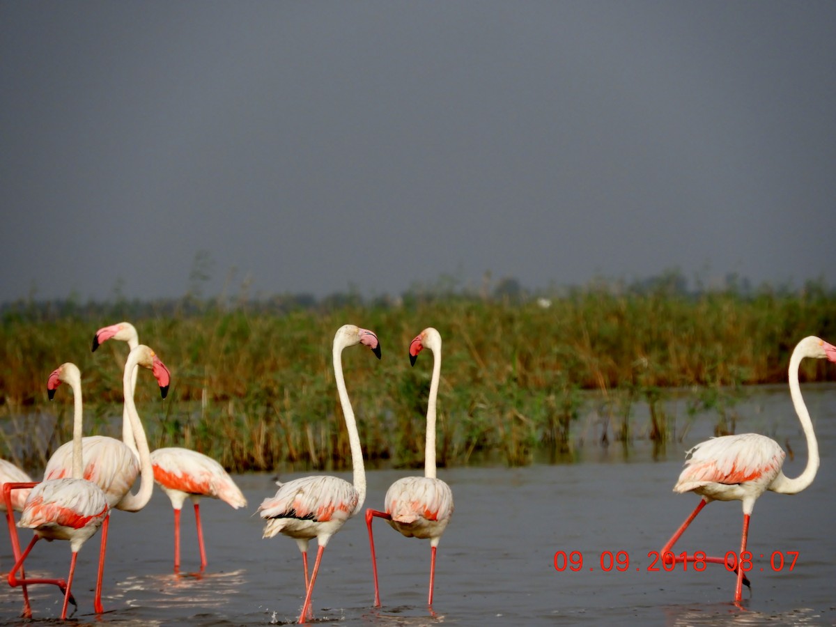 Greater Flamingo - ML172209181