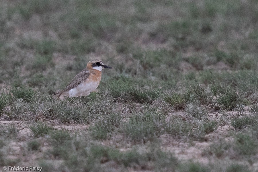 Greater Sand-Plover - ML172209581