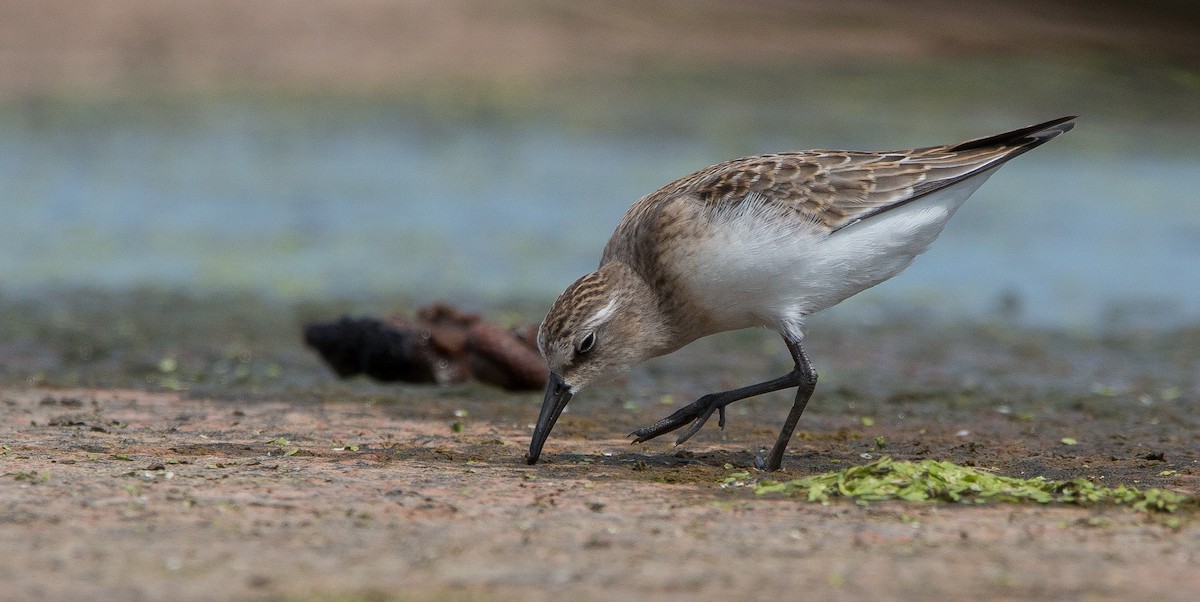 Semipalmated Sandpiper - Joel Strong