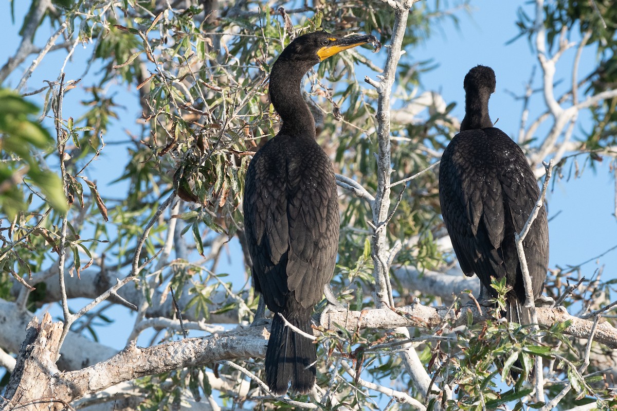 Double-crested Cormorant - ML172210641