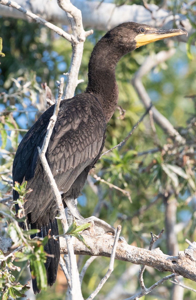 Double-crested Cormorant - ML172210671