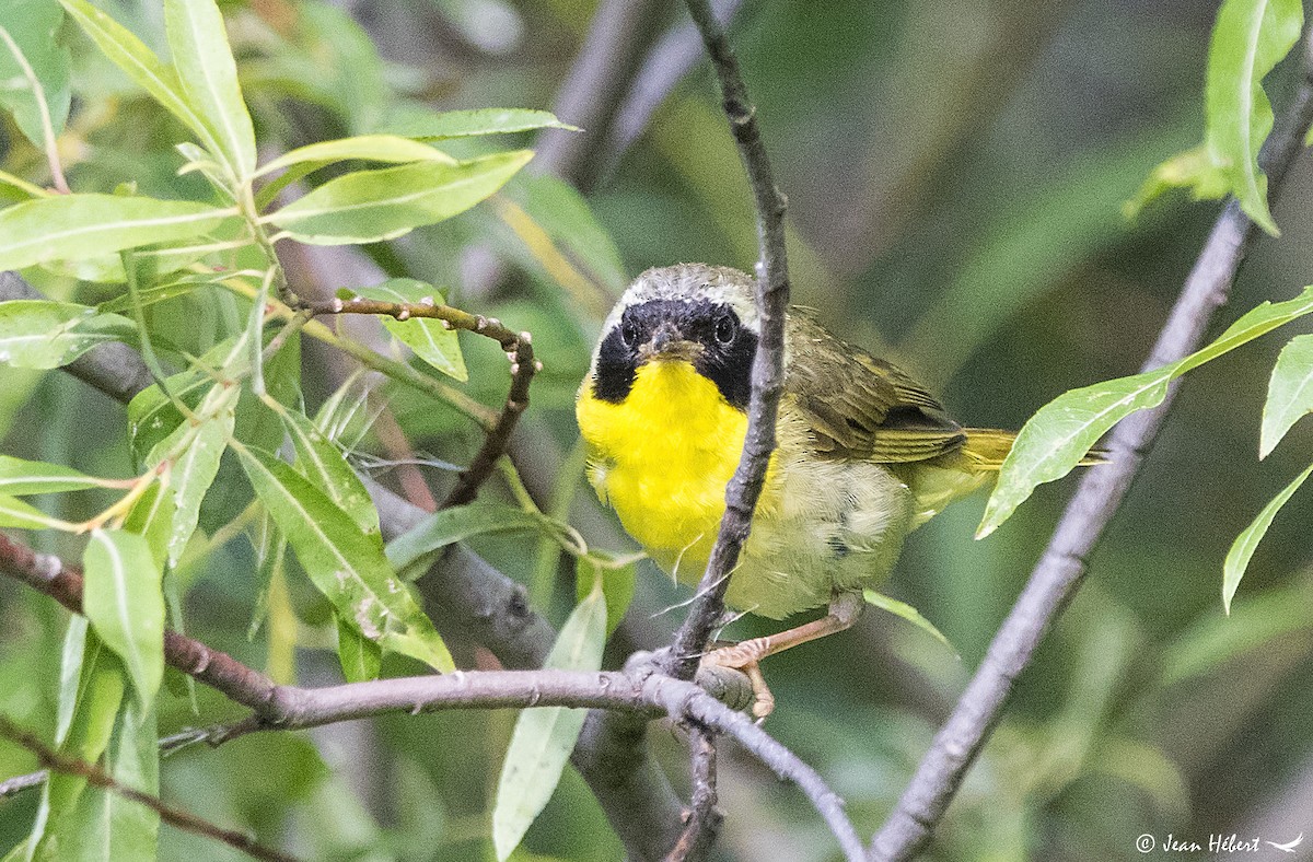 Common Yellowthroat - Jean Hebert