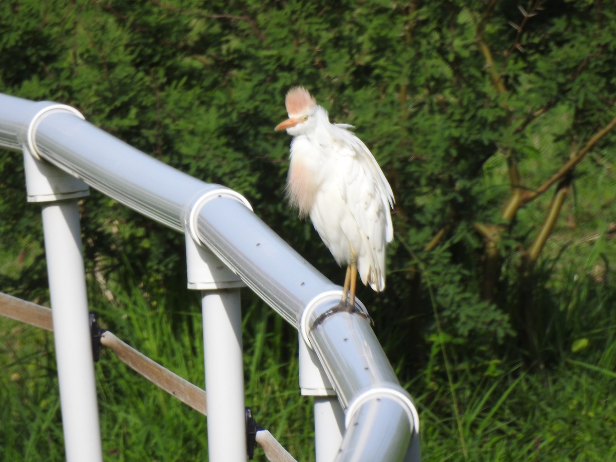 Western Cattle Egret - ML172212831