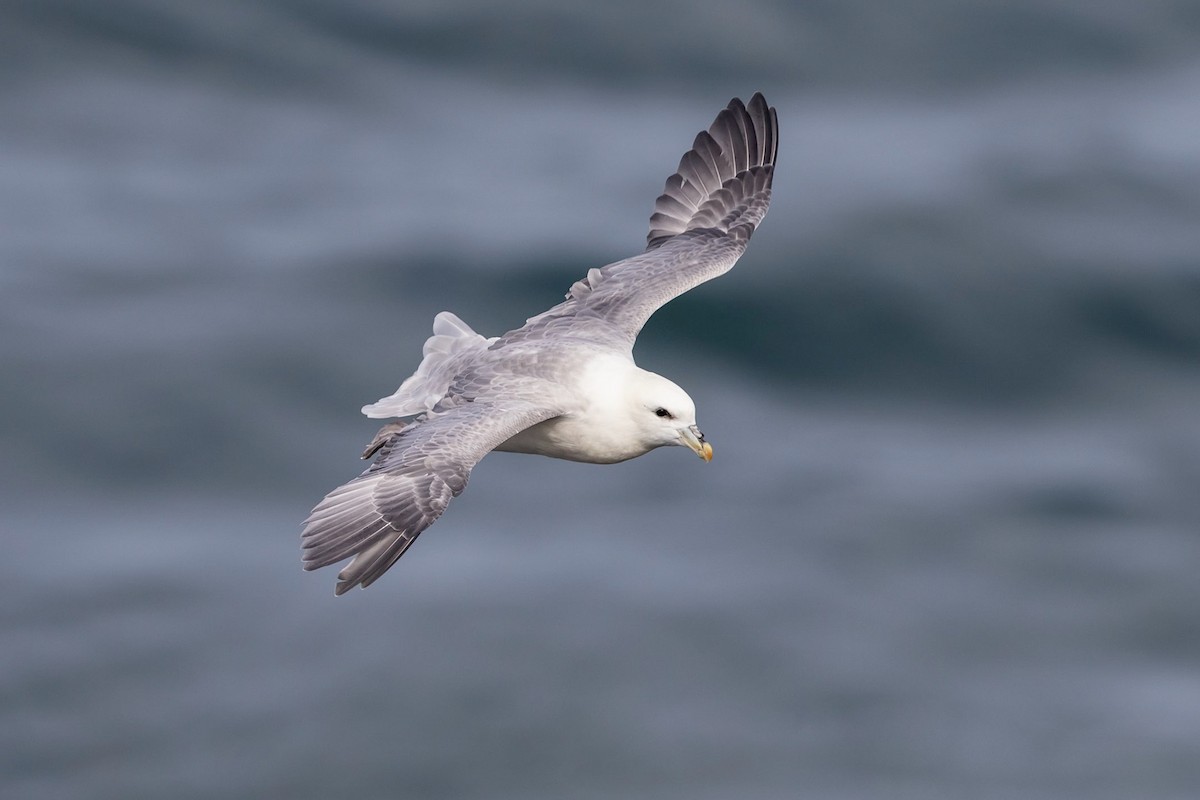 Northern Fulmar - ML172213211