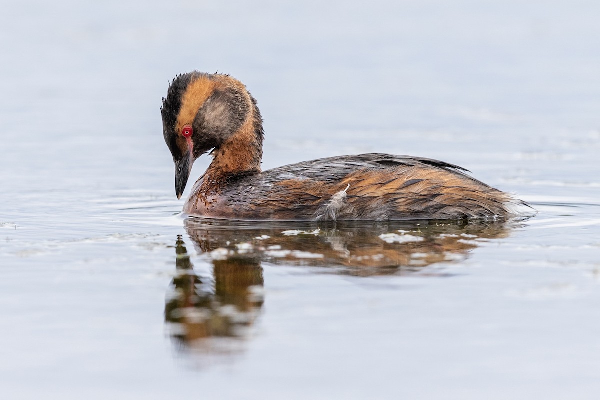 Horned Grebe - Stefan Hirsch
