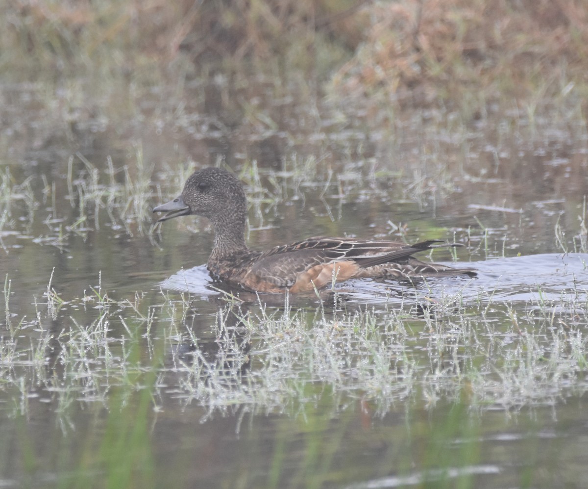 American Wigeon - ML172214721